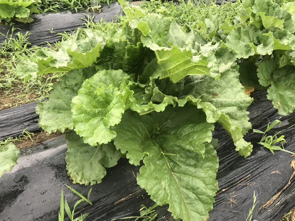 信州産 ルバーブ紅 三キロ以上 - 野菜