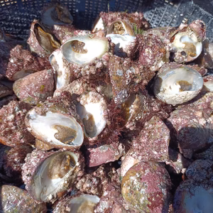 日向灘細島獲れ天然ギンタカハマ（広瀬貝）