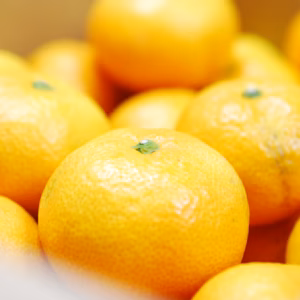 吉本農園の濃く美味愛媛みかん（家庭用1.8ｋｇ）