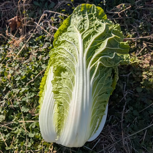 *松島純二号*自然栽培 白菜