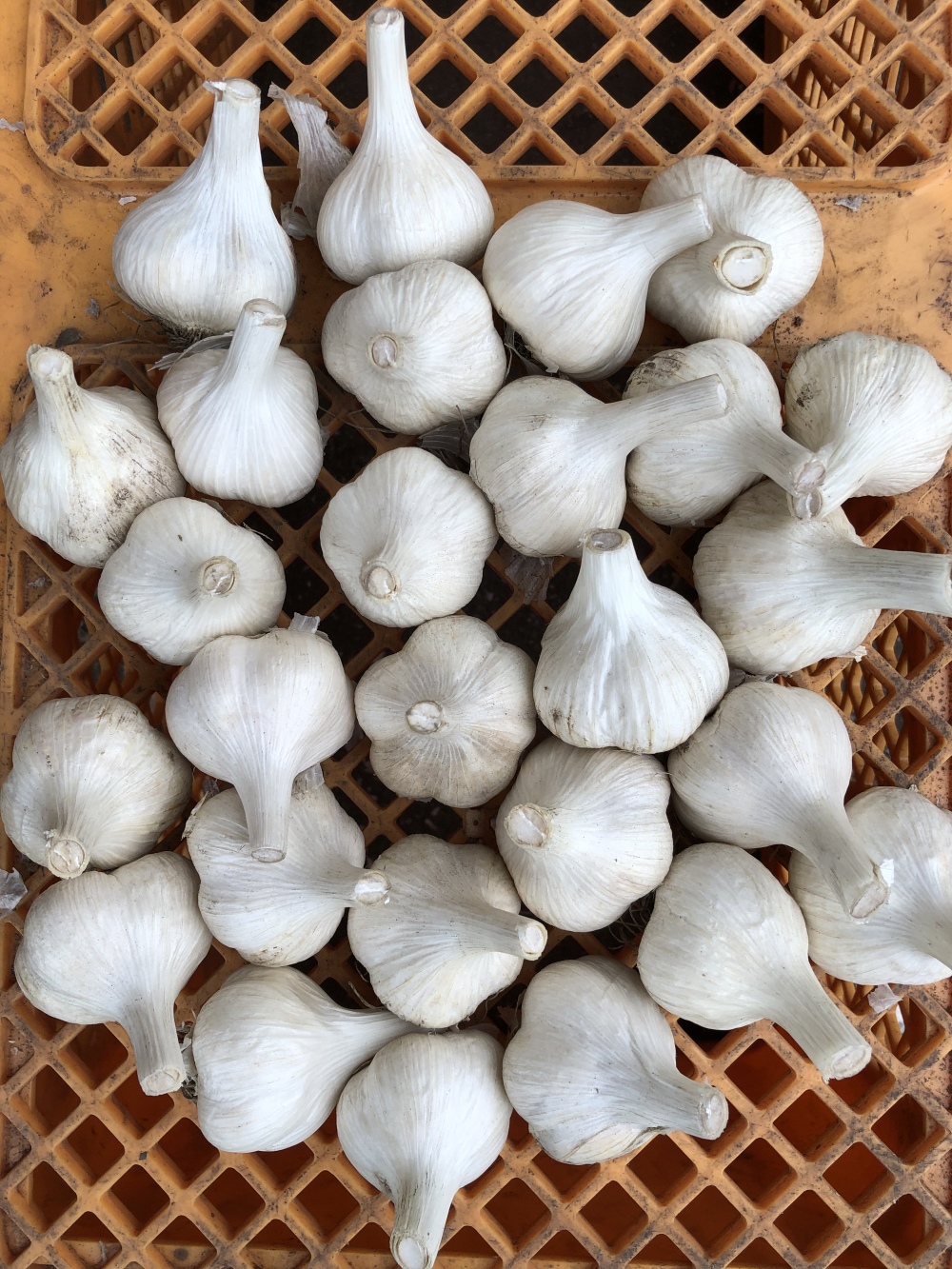 レターパック発送 青森県産にんにく 黒にんにくセット 農家漁師から産地直送の通販 ポケットマルシェ