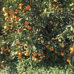 マリー様専用！！