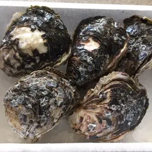 宮崎産天然岩牡蠣（生食用）3㎏セット　大サイズ　期間限定4月から9月末