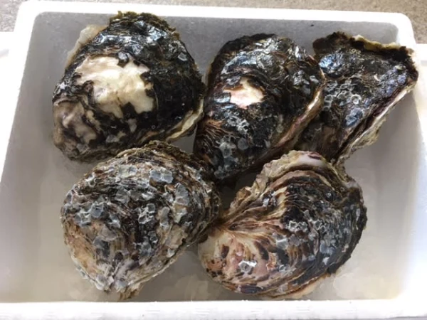 宮崎産天然岩牡蠣（生食用）2㎏セット　大サイズ　期間限定4月から9月末