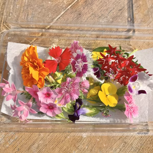 エディブルフラワー 季節ミックス(食用花)