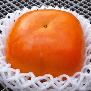 【贈答用】種なし柿「糖度1２度」(特大サイズ、６個箱入)和歌山産
