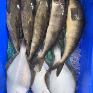 10日水揚げ‼️いい神経〆ホッケ上がりましたよ‼️　5尾セット　400〜500g