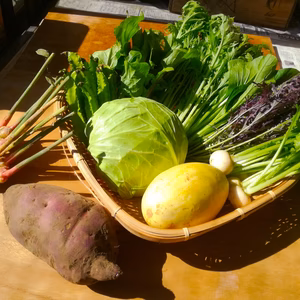 葉野菜どっさり、季節の採りたて露地野菜セット【肥料、農薬不使用】