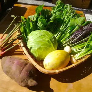 葉野菜どっさり、季節の採りたて露地野菜セット【肥料、農薬不使用】