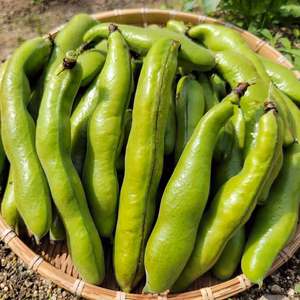 【無農薬·無化学肥料】今が旬！ふぞろいのそら豆たち（無選別）