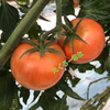 たくろー君家のトマト