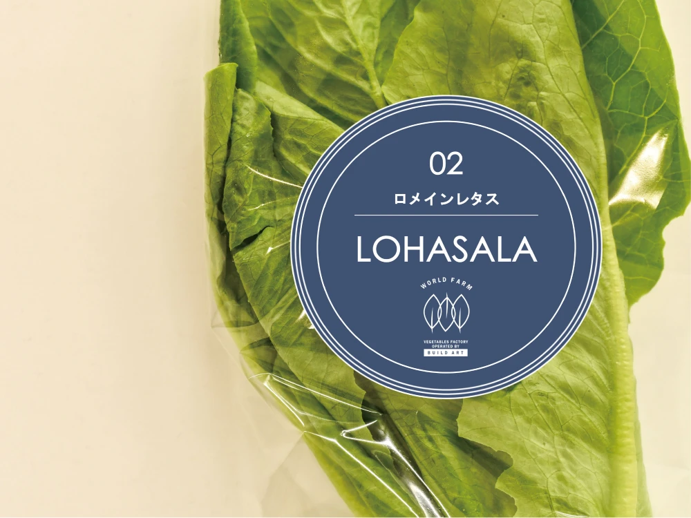 菌数管理野菜 LOHASALA ロメインレタスセット　(6個入/合計約500g個