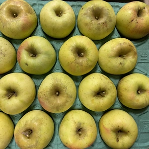 【家庭用】シナノゴールド 約5kg～ 信州りんご 