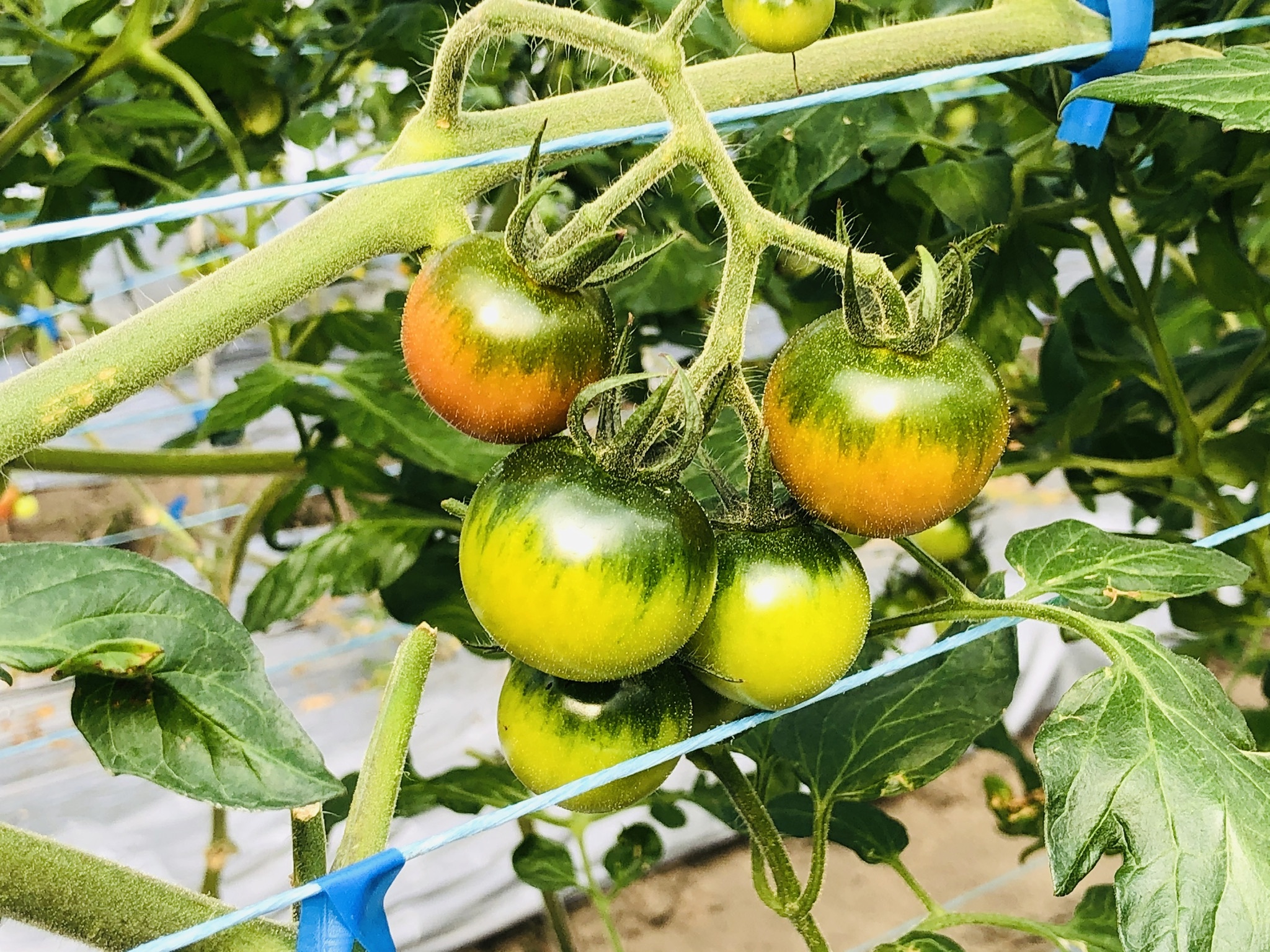 67 以上節約 ふるさと納税 富田林市 つぶ生胡椒 2本 4p Www Servocarelifesciences In