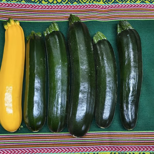 ズッキーニ　夏野菜　焼いてもサラダでもおいしい　パチャママ農園