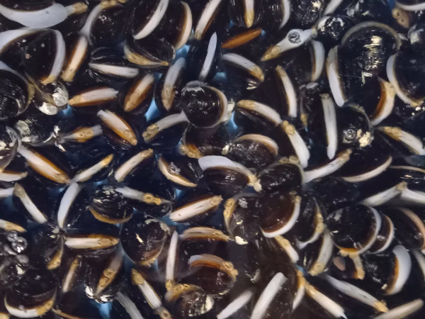 宍道湖産　活シジミ(M)砂抜済