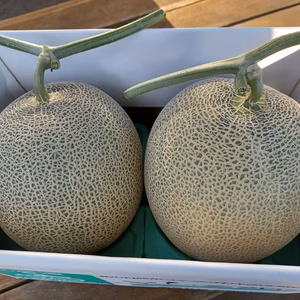 赤肉メロン1.9kg～2.1kg 着いて食べ頃！
