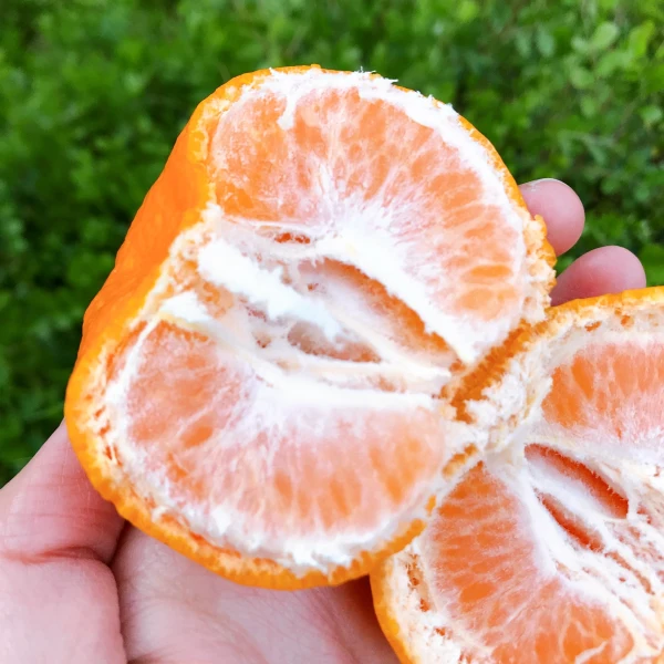 甘い柑橘♡ぽんかん