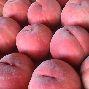 【7月下旬発送】桃『あかつき』3kg箱使用(6~12玉)　甘くてジューシー！