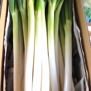 旬のむきネギ 3kg入　寒冷時期に鍋に最高！炒めても マリネでも美味しいよ。