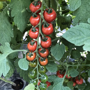 桃太郎トマト＆薄皮ミニトマト「プチぷよ」＆フツーのミニトマト　【クール便】