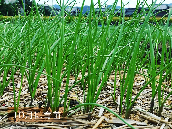 【収穫次第発送】新たまねぎ 淡路島産 兵庫県認証食品 令和5年収穫分