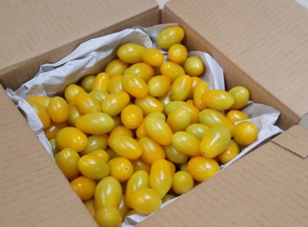 ＋ティポ＋無選別1kg「あまーいフルーツトマト」山梨県南アルプス市よりお届けです
