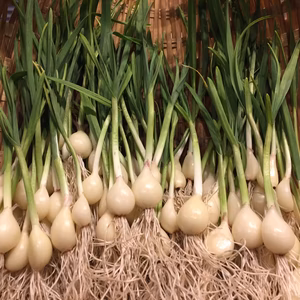 これはまさに畑の真珠やぁぁ〜‼️ ふくおか元気新芽にんに