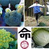 【鮮度が命】の野菜たちセット　ブロッコリー　ロマネスコ　キャベツ