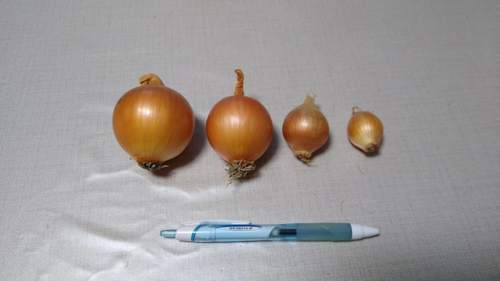 北海道富良野産ペコロス　3Sサイズ　500g（25個前後）玉ねぎ