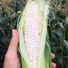 ヒゲまで美味しい期間限定ヤングコーン　