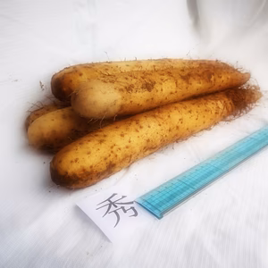 ポケマル太郎さま専用『酵素ながいも』１０キロ