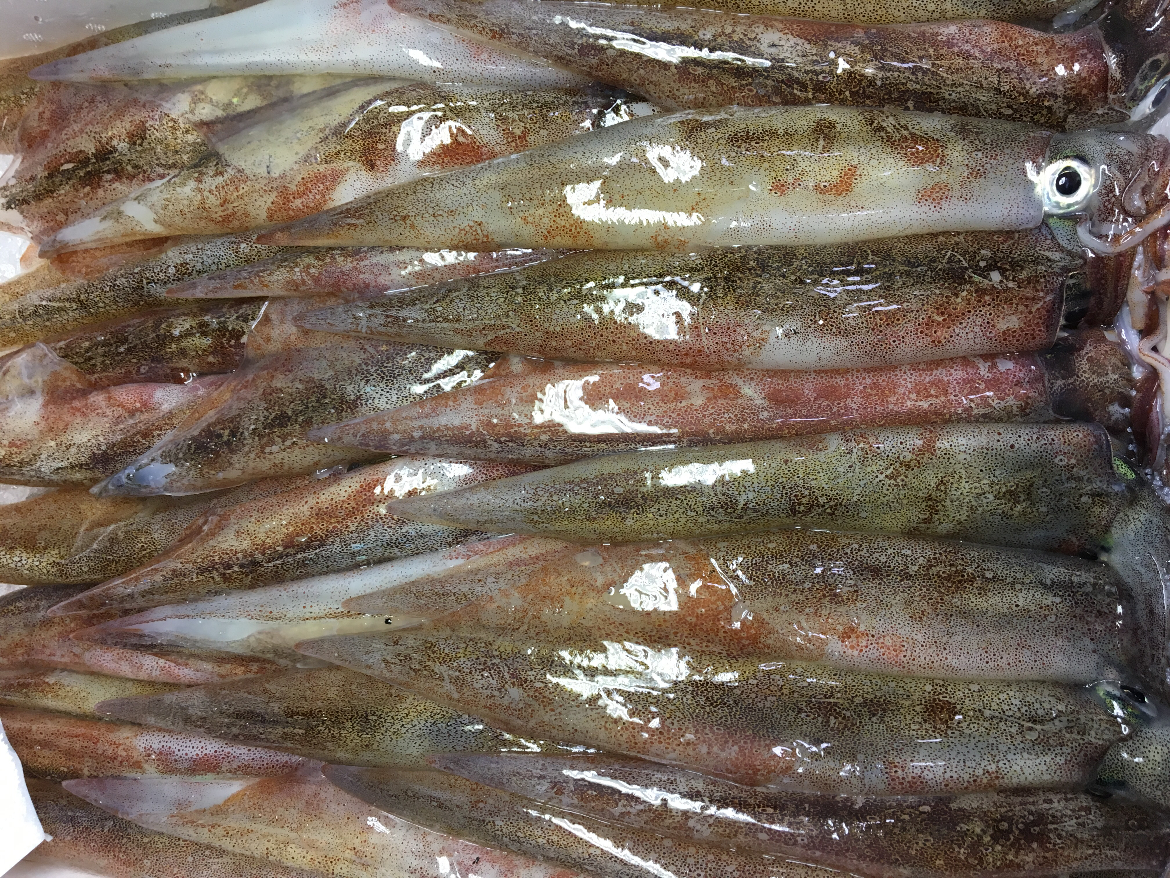 ヤリイカ なみさん専用 農家漁師から産地直送の通販 ポケットマルシェ