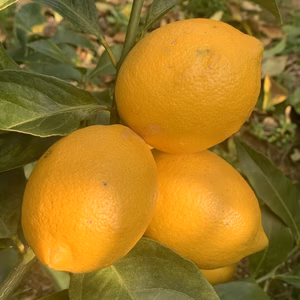 一所懸命育てたレモン　約10kg 訳有り2級品　お買い得品