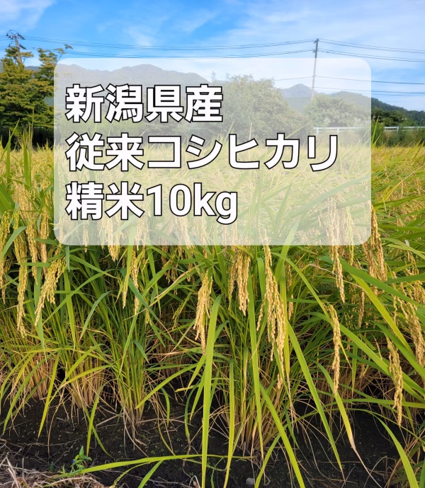【新米】R4年産 精米10kg 新潟県産従来コシヒカリ 