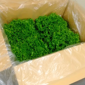 【NEW】8玉の最先端水光栽培 AN（アン）レタス・クリスピー