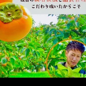 【すぐに発送】手に入らない幻の新品種　完全甘柿『太秋（たいしゅう）』4L9玉入り