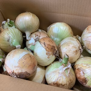 淡路島玉ねぎ♡完熟新玉ねぎ‼️早生品種 5kg箱入