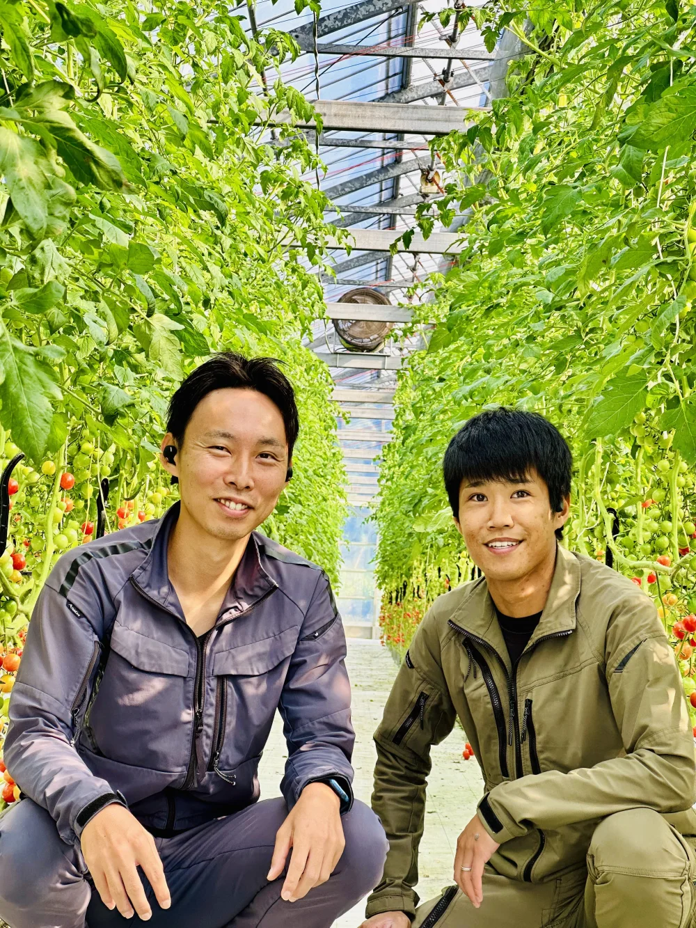 甘味と酸味のバランスが良い昔ながらのミニトマト