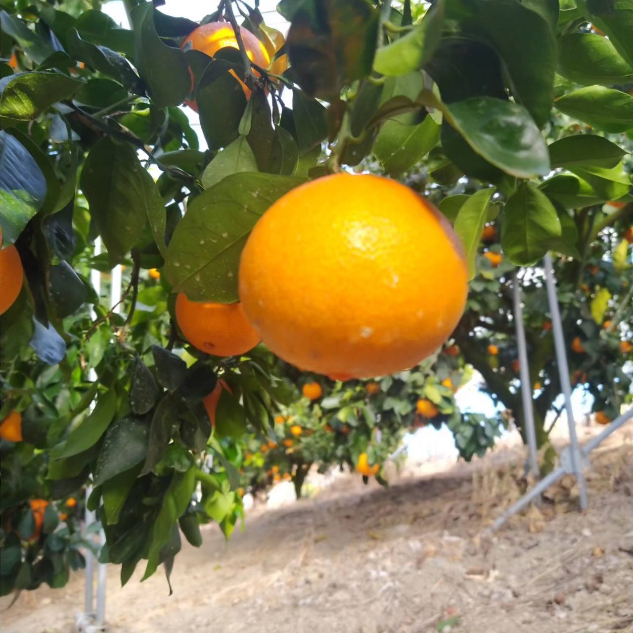 12月下旬発送】LLサイズ：愛果28号（紅まどんなと同品種）｜みかんの