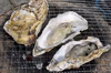 【加熱用】【殻付牡蠣】【訳アリ、無選別】雄勝で育ったプリップリの牡蠣
