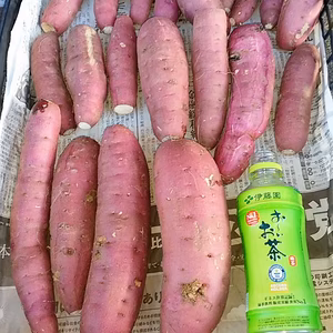 訳ありサツマイモ約20本    1セット限定