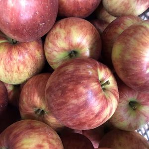 さんつがる 一段箱