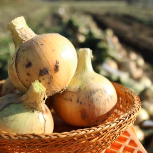 島玉ねぎ10キロ☆