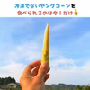 【今の時期 限定！！】旬の朝採り新鮮ヤングコーン（ベビーコーン）　約20本