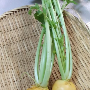 『送料無料』野菜ソムリエの栽培する健康野菜・オレンジ小かぶ（黄金かぶ)