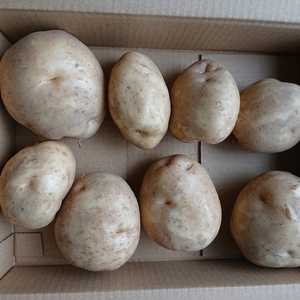ジャガイモ（男爵）1.8ｋｇ L【農薬不使用】