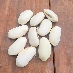 無農薬・無肥料・自家採取の【白なた豆】の種 ３粒［奈良県産］