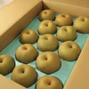 【贈答用】長野県産 幸水梨 10kg（20〜30玉）