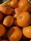 The citrus【AOSHIMA】